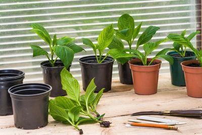 On a budget? Increase your plant stock for free