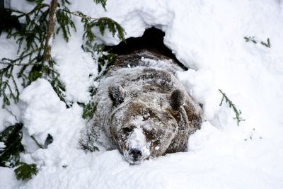 Humans may have hibernation ‘superpowers’ in untapped genes, scientists say