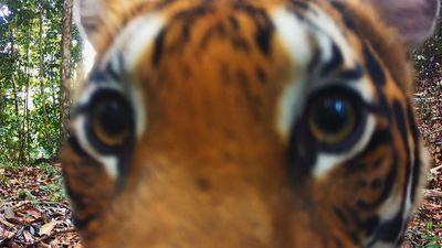 I watched The Wild Ones on Apple TV+, and if you’re a wildlife photographer then you should, too