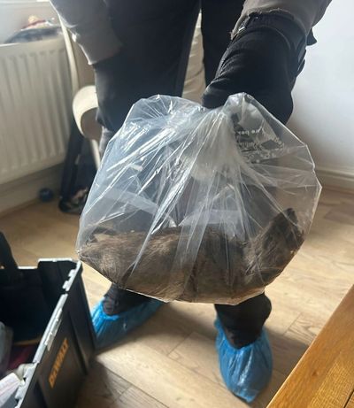 Giant 22-inch rat found in Yorkshire home - and councillor warns they are everywhere in the UK