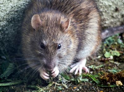 Giant Rats UK Crisis: How to Get Rid of Dog-Sized Rodents Without Getting Bitten