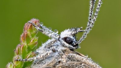 I can focus-stack insects “much quicker” with the Nikon Z8, says pro macro photographer