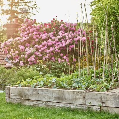 5 jobs to do in a vegetable garden in August for late-summer productivity and autumn prep