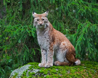 Danish zoo asks pet owners to donate rabbits and horses to feed its predators