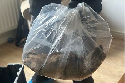 Warning issued after rat the ‘size of a small cat’ found in UK home