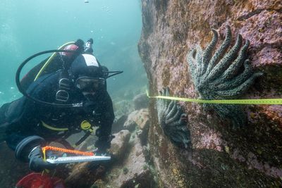 Scientists believe they have solved the mystery of what killed more than 5 billion sea stars