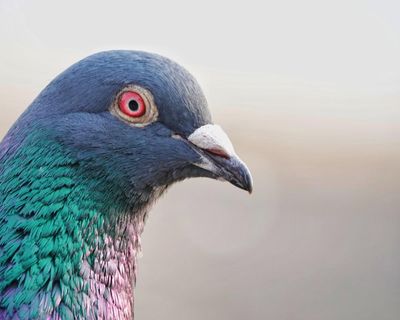We once loved pigeons. We might not remember that, but they do