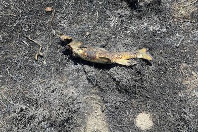 A fish fell from the sky and sparked a brush fire that knocked out power, officials say