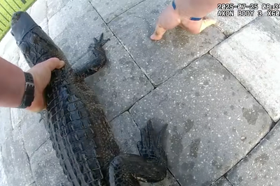 Moment police officer picks up alligator from swimming pool with bare hands