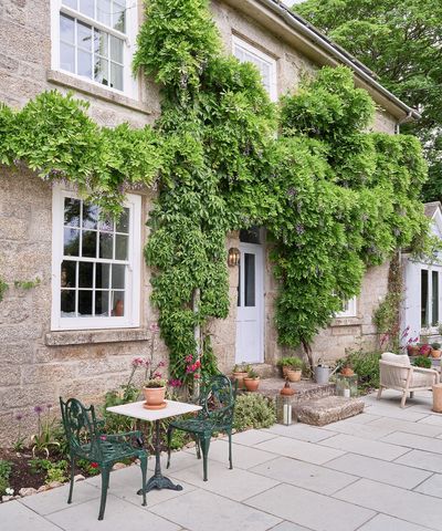 Are climbing plants damaging your home? What you need to know before training a climber up a brick wall