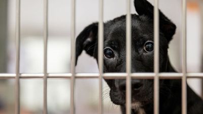 Heartbroken dog refuses to understand why her 94-year-old treat supplier isn’t coming to the fence anymore