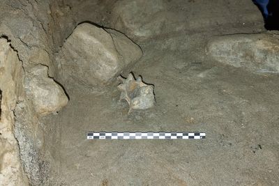 Cave discovery reveals oldest community of animals living in European Arctic