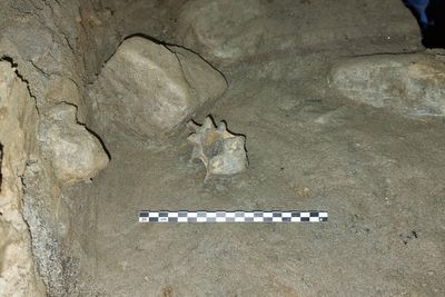 Cave discovery reveals oldest community of animals living in European Arctic