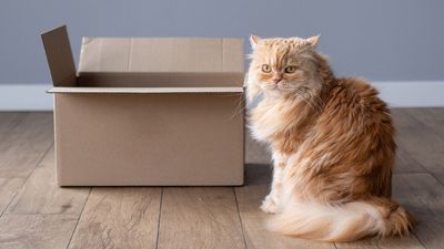 Research reveals that cats prefer predictability over surprises, unlike other species