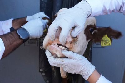 Mexican ranchers struggle to adapt as a tiny parasite ravages their cattle exports to the US