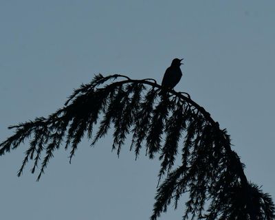 Country diary: Summer’s silence still needs to be heard