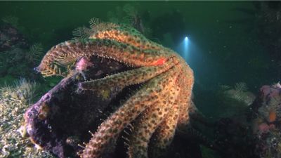 5 Billion Starfish Dead and Melting: Bizarre Ocean Plague Traced to Killer Vibrio Bacteria