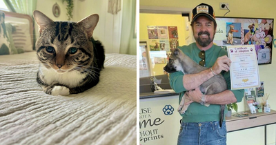 These 35 Pets Went From Shelter To Snuggles And It Shows (July Edition)