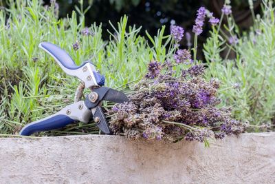 An easy guide to summer pruning