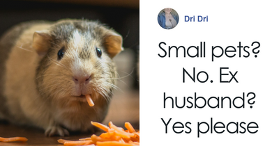 Mass Fury Erupts After Zoo Asks People To Donate Their Pets So They Can Feed Them To Predators