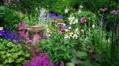 I planted these 7 flowers around my bird bath – now it’s the most beautiful, bird-filled corner of my garden