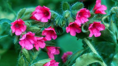 8 underrated shade plants – overlooked beauties that will thrive in shady spaces