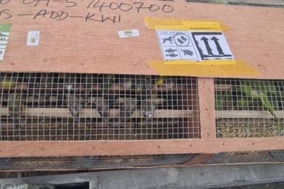 1,600 exotic birds seized at airport in huge customs crackdown