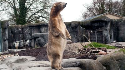 Zoo requests pets to be donated for their captive predators – all to preserve the ‘natural food chain’