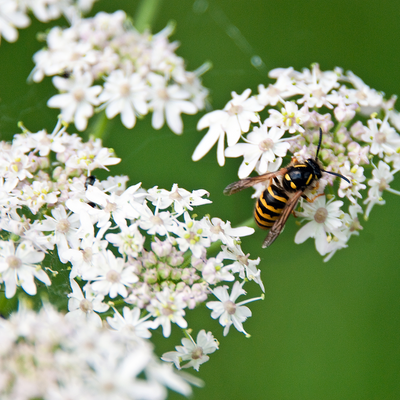 3 scents wasps hate and how to use them to stop them plaguing your garden and home, according to pest experts