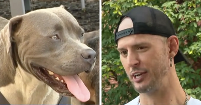 Dog’s Quick Thinking Leads Stranger To Unconscious Owners, Helps Save Their Lives