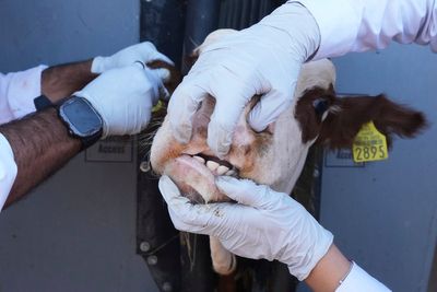 Photos of Mexican ranchers struggling to adapt as screwworm ravages their cattle exports to the US