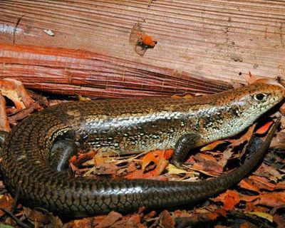 Research into Australian skinks’ resistance to snake venom could streamline design of antivenoms