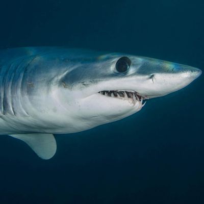 Storm Patrol: Sharks fitted with sensors to predict hurricanes