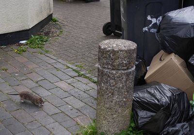 How rat-infested is your borough? The areas with the most rodent infestations reported
