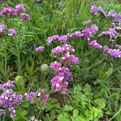 I visited Bloom & Wild's flower farm, and it convinced me to add this pretty annual to my garden – it's a bouquet staple, and butterflies love it