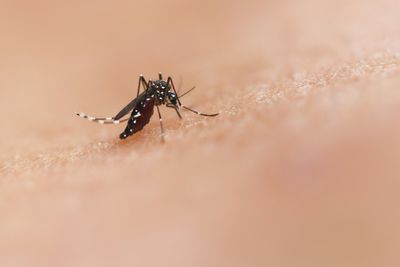 Another Pandemic? Chikungunya Virus' Rising Cases Prompt Measures Similar To COVID-19 Crisis
