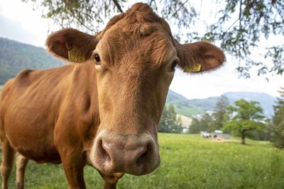 Cattle Rallying on Tuesday, with Beef Gaining Back Some Ground