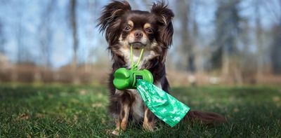 What your pet’s poo can reveal about the spread of antibiotic-resistant superbugs