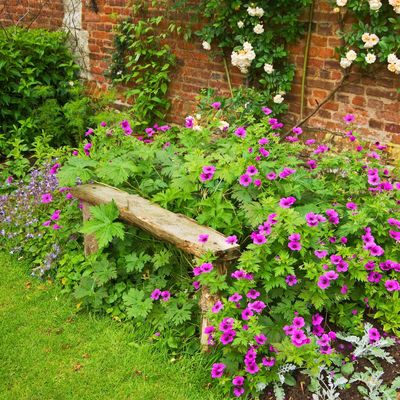 7 perennials to cut back in August for a second flush of autumn flowers