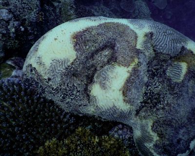 Morning Mail: fears for Barrier Reef after coral wipeout, rare view of Gaza ‘apocalypse’, Epstein’s celebrity letter trove revealed