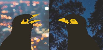 Sleepy birds, quiet dawns: how noisy, bright city nights disrupt and change birdsong