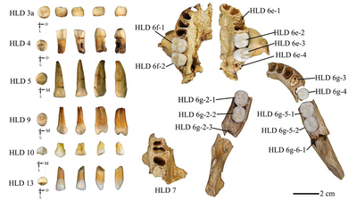 300,000-year-old teeth from China may be evidence that humans and Homo erectus interbred, according to new study