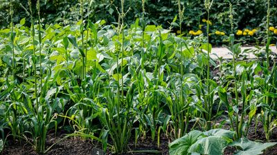 Best corn companion plants – 7 crops guaranteed to help you get bigger yields and repel troublesome pests
