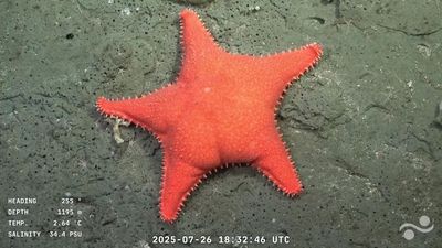'Big-butt starfish,' 'little sweet potato' and dozens of never-before-seen species recorded during deep-sea expedition off Argentina