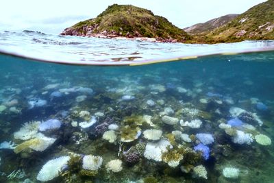 Australia’s Great Barrier Reef hit by record bleaching as oceans warm
