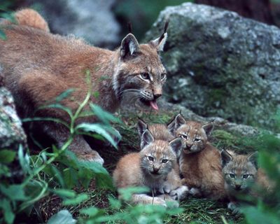 Specieswatch: push to reintroduce lynx into UK gathers momentum