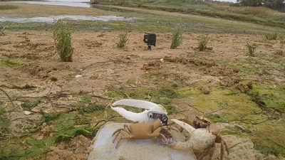 Watch robot crab 'Wavy Dave' get attacked in claw-waving contest with real crabs