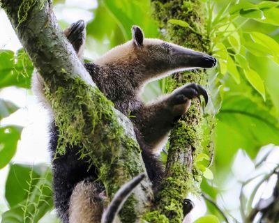 Why do animals keep evolving into anteaters?