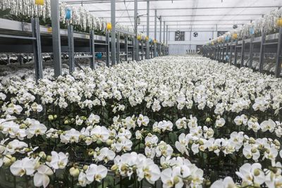 Taiwan's Orchid Growers Dig In As US Tariffs Shoot Up