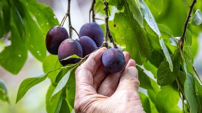 How to grow a damson tree for bountiful harvests of delicious fruits – ideal for jams, jellies, and gins